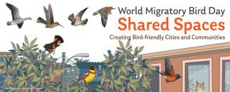 world-migratory-bird-day-1-image