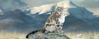 international-day-of-the-snow-leopard-image