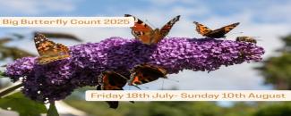 big-butterfly-count-image